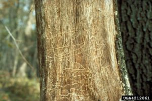 Two-lined chestnut borer damage to tree