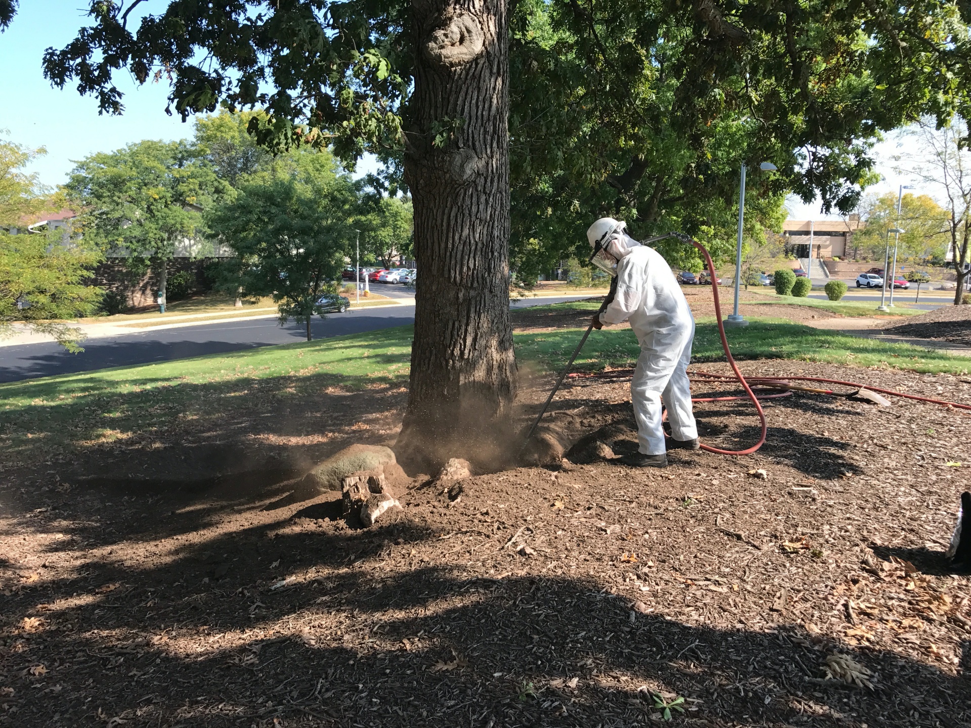 Worker performing root collar excavation