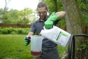 Pouring a solution to test for Dutch Elm Disease