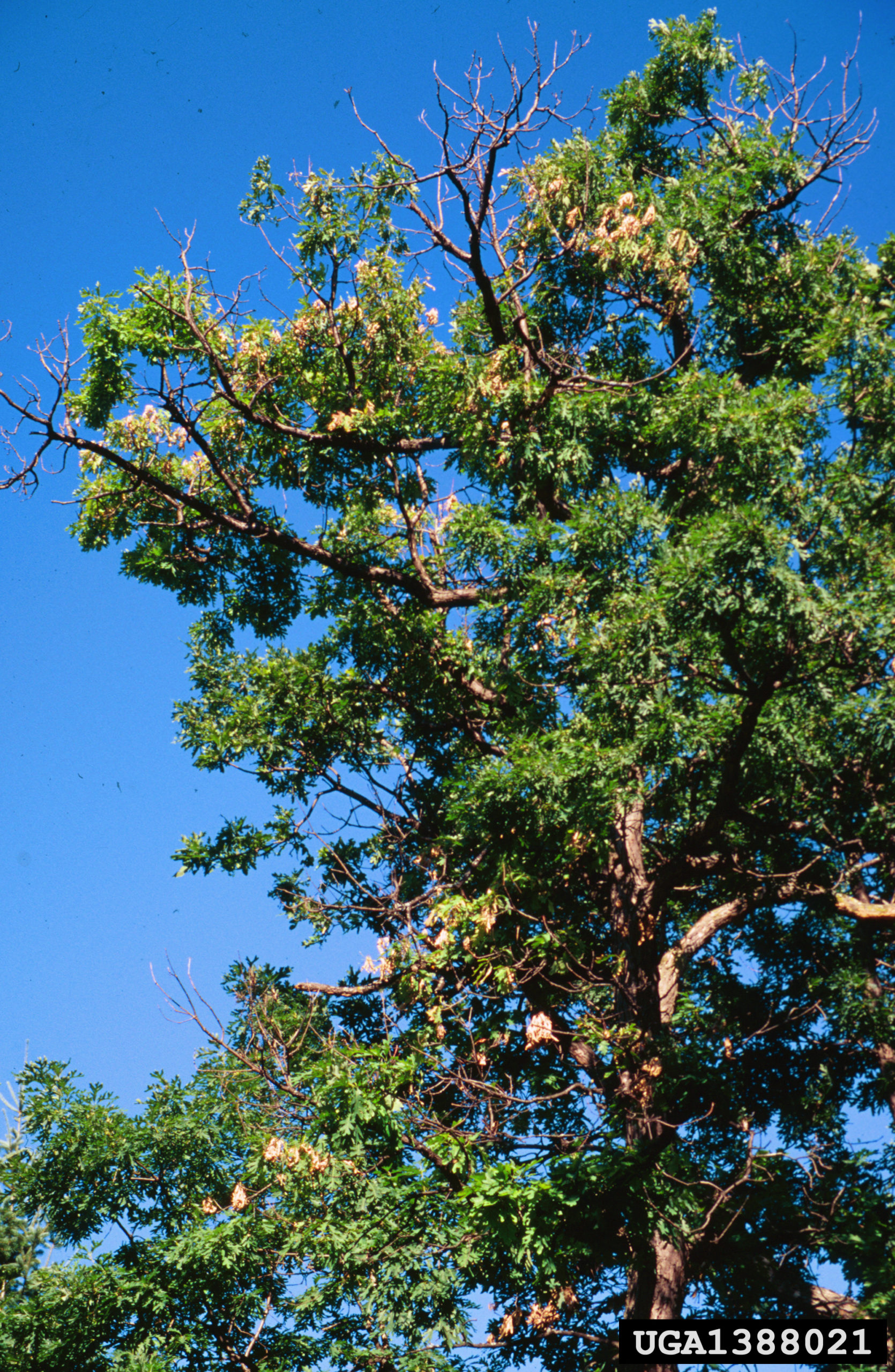 Treating a tree that has two-lined chestnut borers