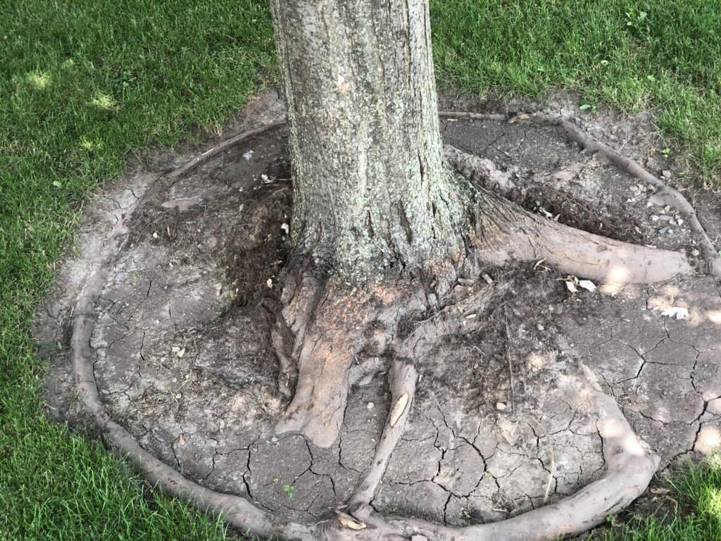 how to put mulch around a tree