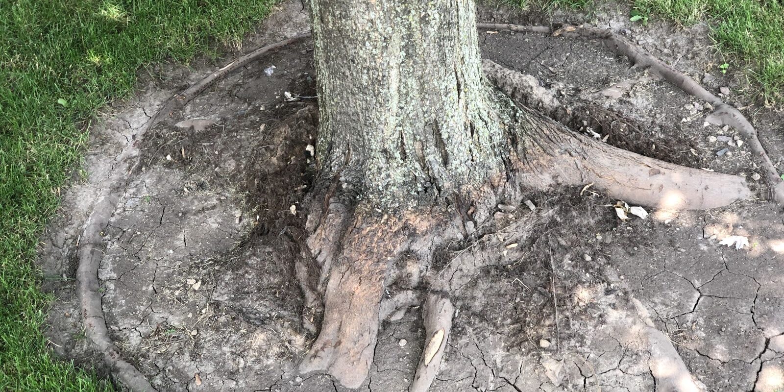 how to put mulch around a tree