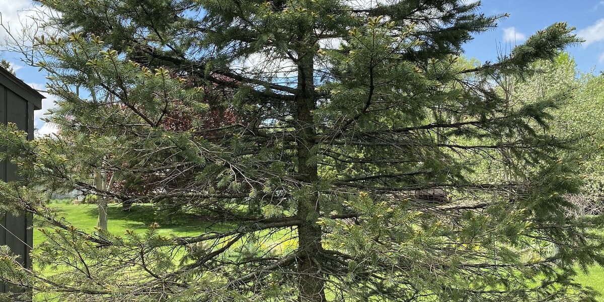 A tall evergreen tree with thin branches and sparse needles stands on a grassy lawn under a partly cloudy sky, surrounded by other greenery—showcasing the results of professional tree trimming Madison services.