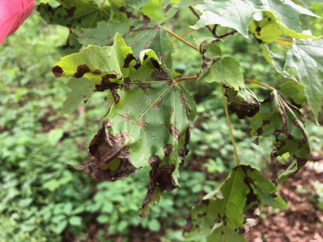 brown spots on tree leaves