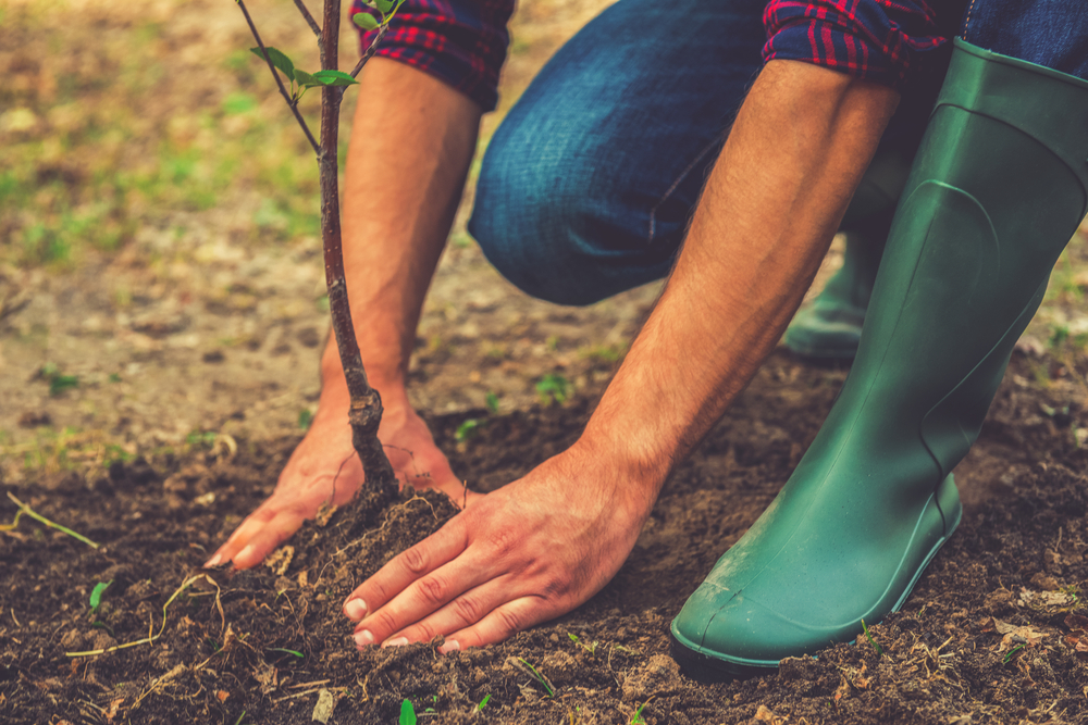 transplanting a new tree