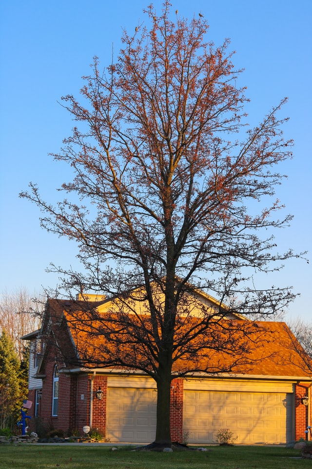 Pros and cons to removing a tree on your property