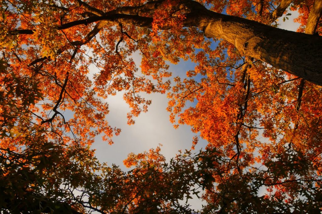 leaves that host insects are one of the cons to cutting down a tree