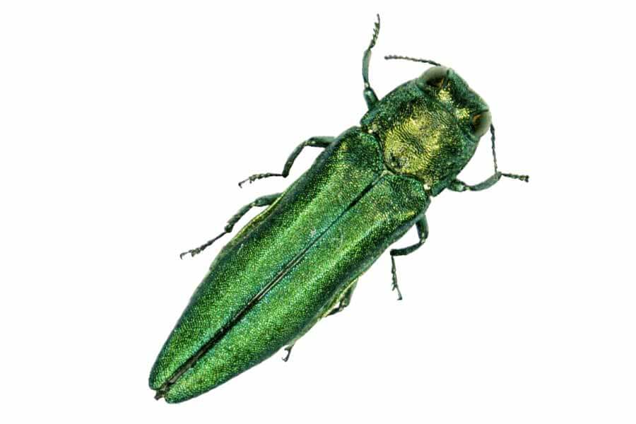 emerald ash borer