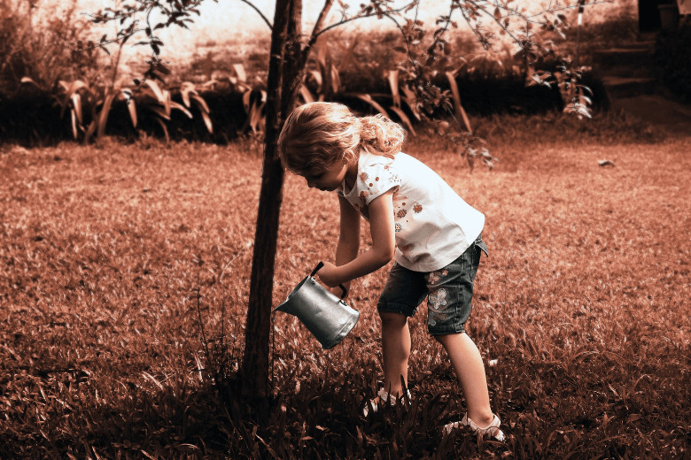 watering a tree to avoid transplant shock