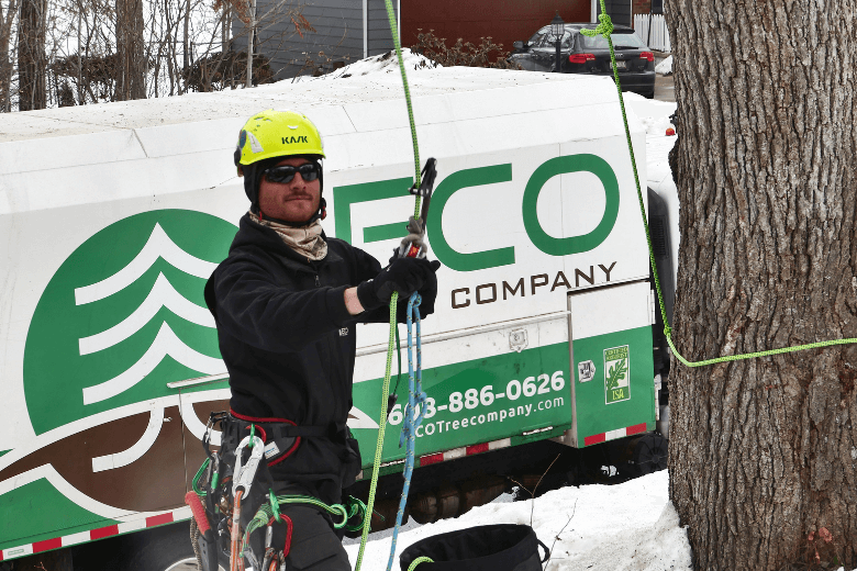 arborist working to remove tree