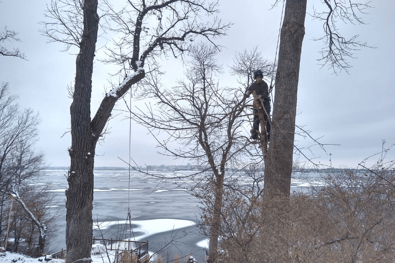 what is tree pruning
