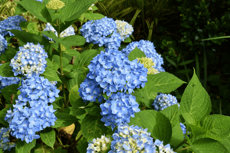 when to prune hydrangea shrubs