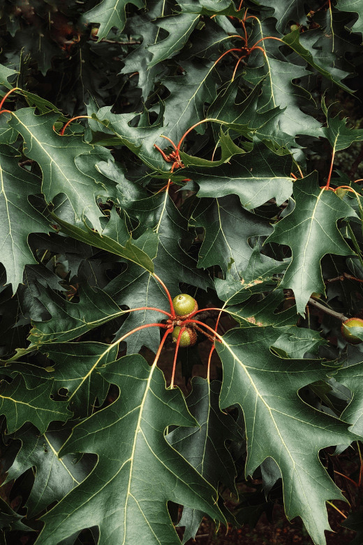 oak tree