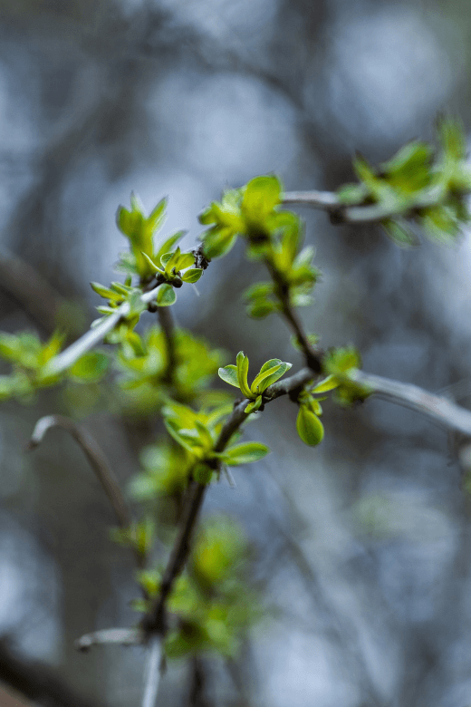 tree leaves in spring