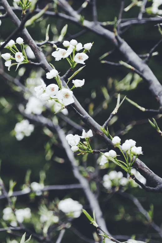 tree buds in spring
