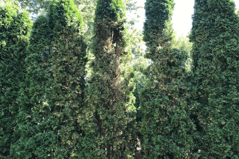 Arborvitae browning outside