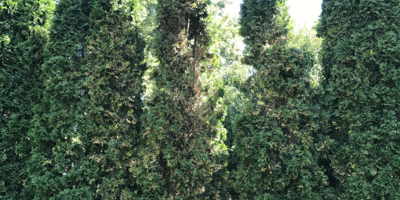 arborvitae with brown spots