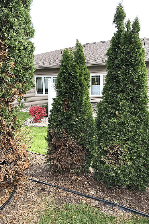 Outdoor arborvitae browning