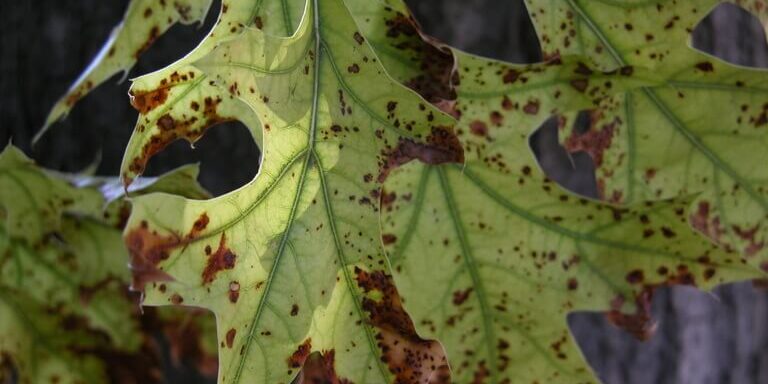 bur oak blight on leaves