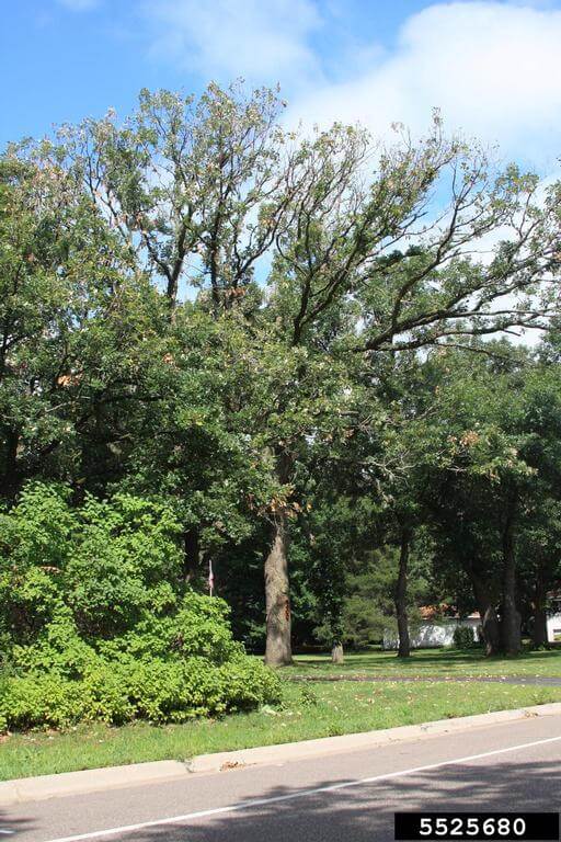 tree with signs of bur oak blight