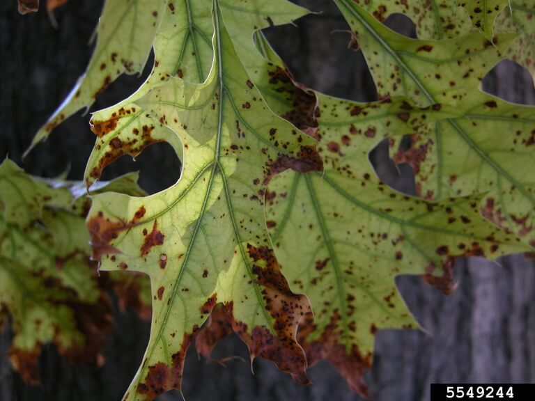 bur oak blight on leaves