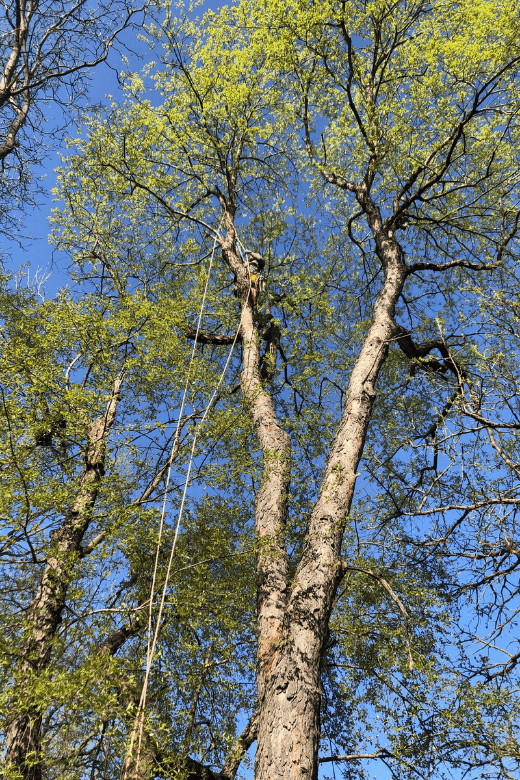 best time to prune trees