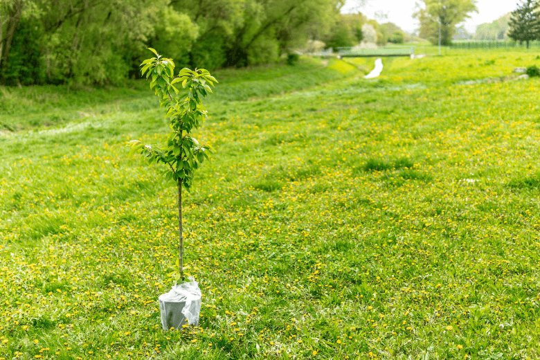 fall tree planting