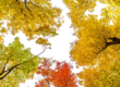 Planted Trees During The Fall Season