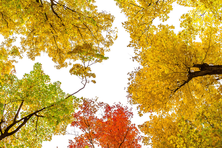 planting trees in fall