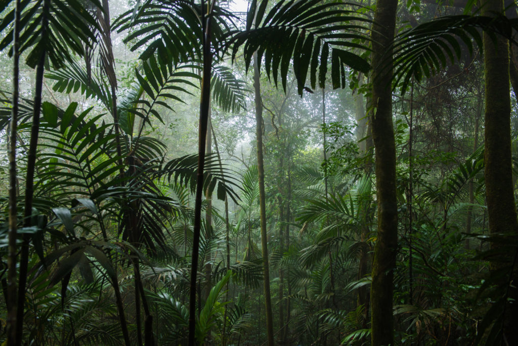 Rain Forest