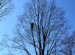 A person in climbing gear is high up in a leafless tree, surrounded by branches against a clear blue sky, showcasing the expertise of tree removal Madison professionals.