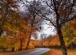 trees in fall offer colorful benefits
