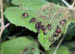 Several metallic brown beetles cluster on green leaves, one heavily damaged and skeletonized from feeding—an issue often addressed by madison tree care services. The background is blurred foliage.