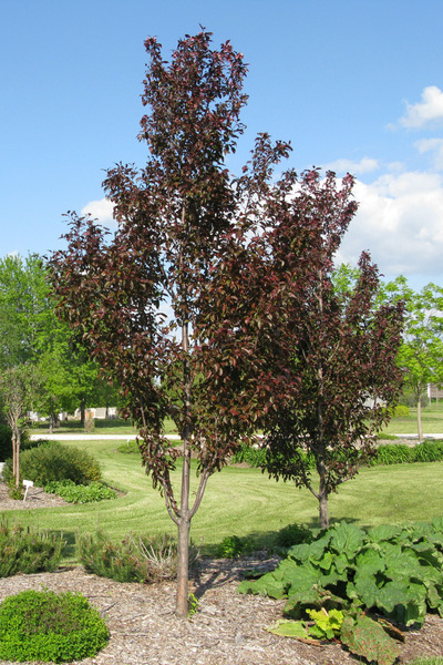 Gladiator Crabapple