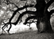 majestic oak tree