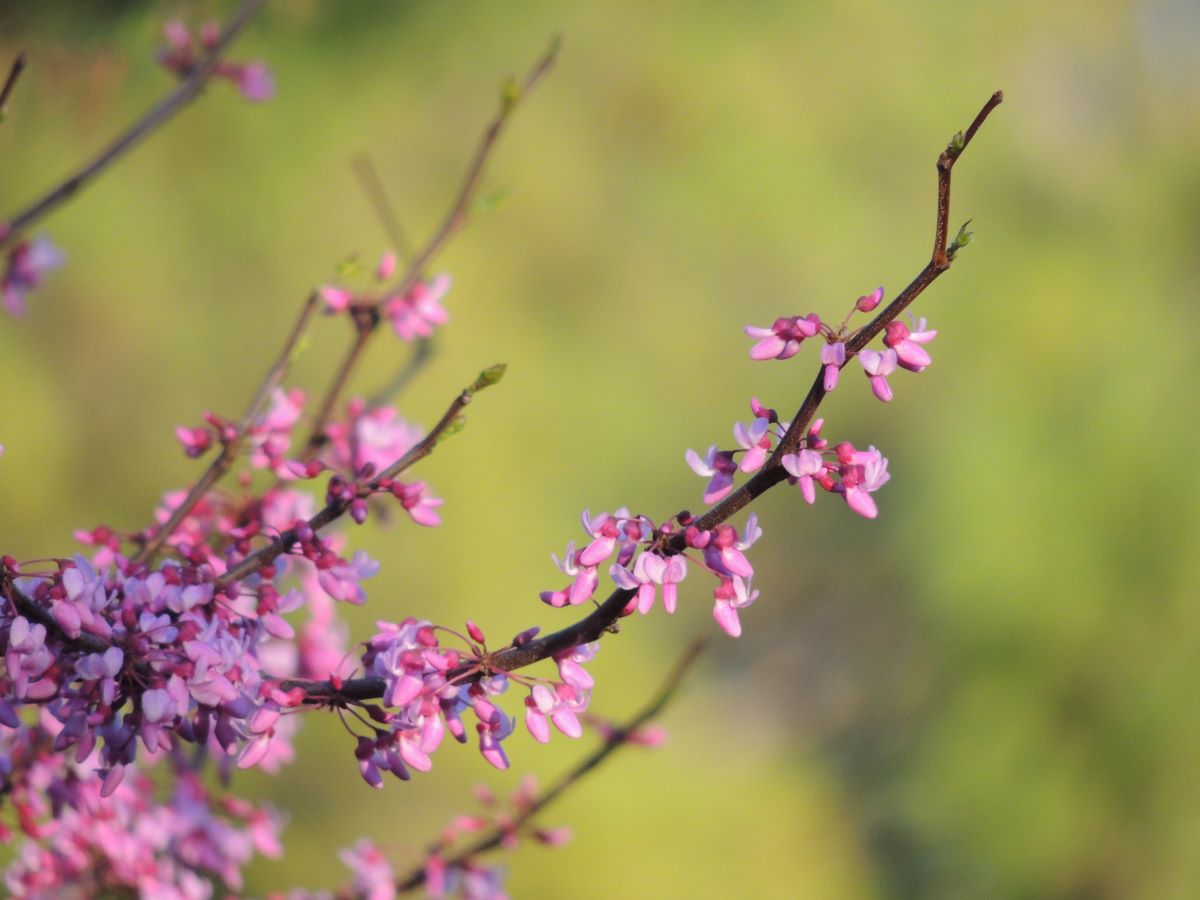 MN Strain Eastern Redbud