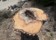 Tree Decay detected via Tree Risk Assessment.